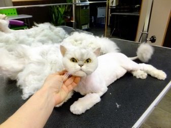 Какие бывают стрижки для кошек