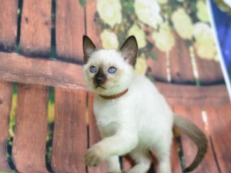 Тайская кошка окрасы породы