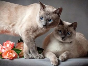 Какой окрас бывает у тайских кошек