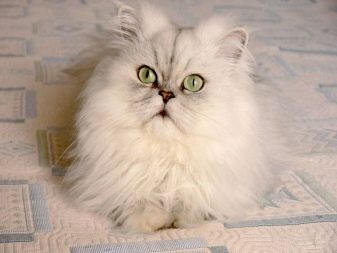 Белые кошки породы перс