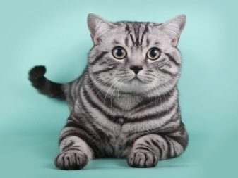 Британская мраморная порода кошек фото