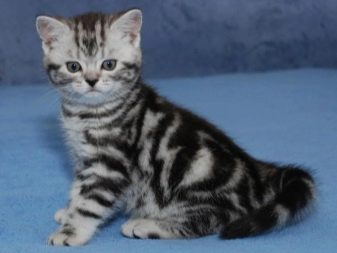 Порода кошки британская мраморный окрас