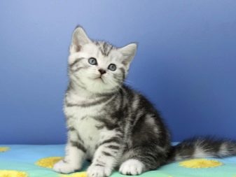 Порода кошки британская короткошерстная мраморного окраса