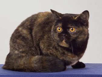 Все породы британских кошек фото мрамор