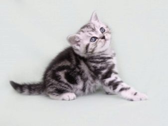 Британская мраморная порода кошек фото
