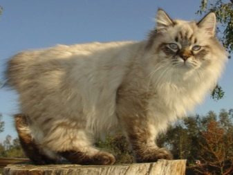 Кошка породы американский бобтейл фото