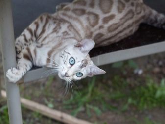 Порода кошек мраморный бенгал