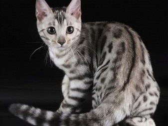 Кошки порода бенгальский мраморный