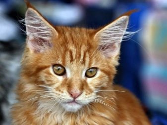 Порода кошек мэйкун фото рыжие
