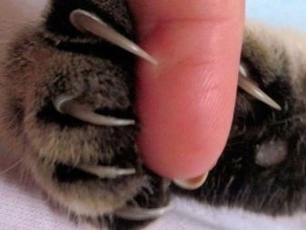 Какие ножницы для стрижки ногтей кошки