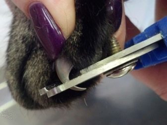 Какие ножницы для стрижки ногтей кошки