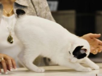 Новая порода кошки из японии