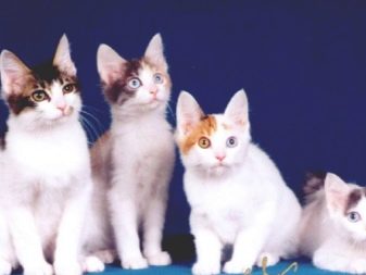 Японские кошки название пород
