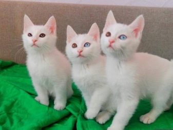 Как называются японские породы кошек