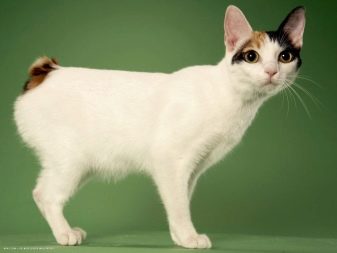 Популярные породы кошки в японии
