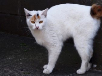 Белая кошка японской породы