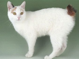 Новая порода кошки из японии