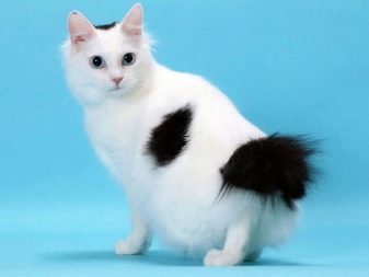 Любимая порода кошек у японцев