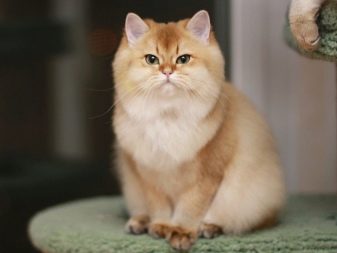 Кошка породы золотая шиншилла thumbnail