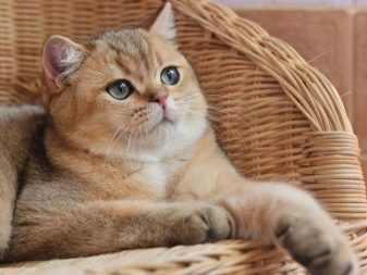 Британская порода кошек золотистая шиншилла