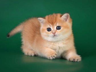 Британская порода кошек золотистая шиншилла