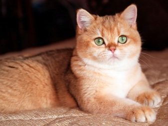 Порода кошки британец золотая шиншилла