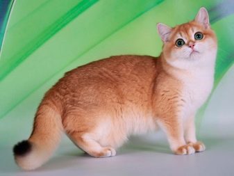 Британские золотая шиншилла кошки описание породы