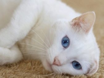 Какая порода кошки если она белая с голубыми глазами thumbnail