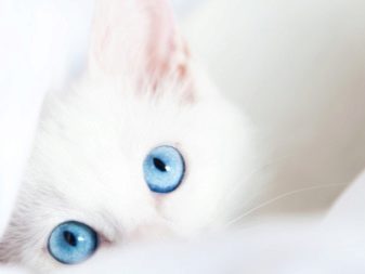 Белые кошки с голубыми глазами фото порода