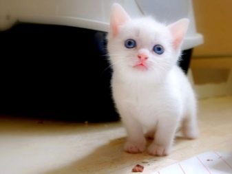 Картинки белой кошки с голубыми глазами порода