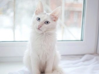 Фото красивой белой кошки с голубыми глазами порода
