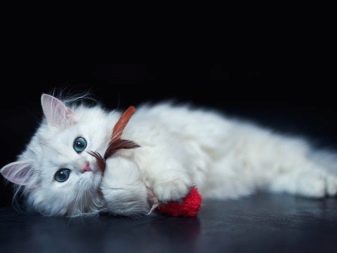 Кошка пушистая белая с голубыми глазами порода фото