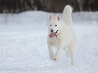 Порода собак хаски белая фото