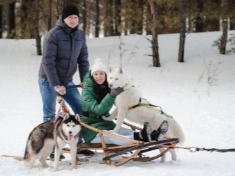 Порода собак хаски белая фото