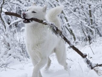 Порода собак хаски белая фото
