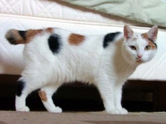 Бесхвостые кошки фото и названия пород