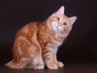 Бесхвостые кошки порода картинки