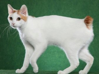 Бесхвостые кошки фото и названия пород