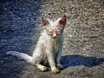 Все о породе бездомных кошек