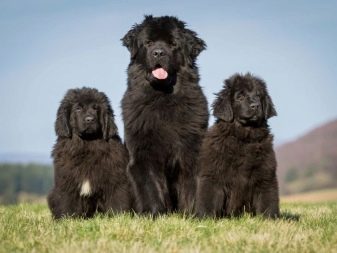 Большие черные лохматые собаки породы фото