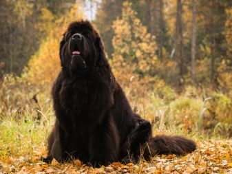 Лохматая большая собака фото порода