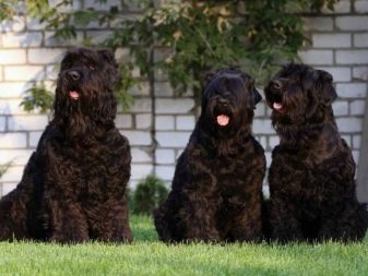 Большие черные лохматые собаки породы фото