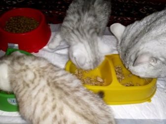 Порода кошек шотландская прямоухая чем кормят