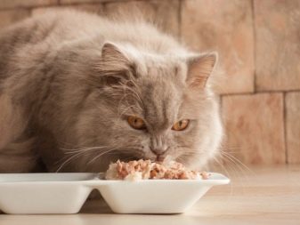 Каким кормом кормить шотландскую прямоухою кошку
