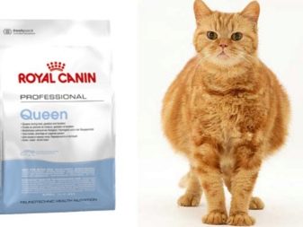 Каким кормом кормить шотландскую прямоухую кошку thumbnail