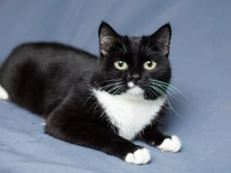 Что за порода черная кошка с белым животом