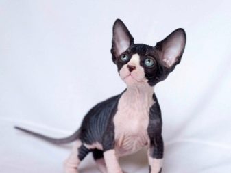 Породы кошек фото и названия черное белые порода