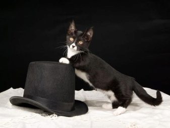Черно белая кошка порода