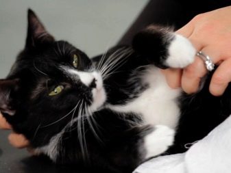 Пушистая черно белая кошка порода
