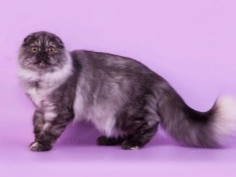 Описание породы шотландских длинношерстных кошек
